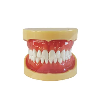 1pc Vymeniteľné Model,28pcs,Tvrdej Gumy,zuby modely Zuby, Čeľuste Modely pre zubné školské vyučovanie zubný lekár, dentálna zuby Modely