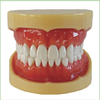 1pc Vymeniteľné Model,28pcs,Tvrdej Gumy,zuby modely Zuby, Čeľuste Modely pre zubné školské vyučovanie zubný lekár, dentálna zuby Modely Obrázok 2