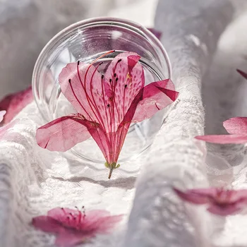 60pcs Stlačené Sušené kvety Rhododendron simsii Planch Herbarium Pre Epoxidové make-up, Šperky Pohľadnicu, Pozvanie na Kartu Telefón Prípade urob si sám