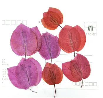 80pcs Stlačené Sušené popínavé rastliny Glabra Rastliny Herbarium Pre Šperky iPhone Telefón Prípade Photo Frame DIY, Takže Príslušenstvo