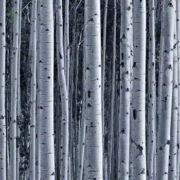 Breza Lesa Šedej, bielej Farby, Moderný Dizajn, odolná voči vode A Olejom-dôkaz A Umývateľný Obrus Obrázok 2