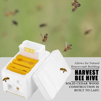 Úľ Box Včelárske Náradie Pena Beehives Bee Chvost Boxy Včiel, Chov Boxy Opeľovanie Box Sety Masívneho cédrového dreva Včelárskych Nástroj