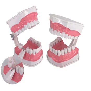 Štandardné Dentálne Výučby Model Štúdia Na Štruktúru Ústne Zubov Zubný Lekár Vzdelávacie Demonštrácia Nástroj Na Čistenie Zubov Obrázok 2